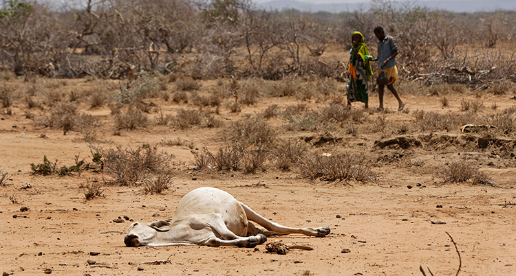 Ett dött djur i torkan i Kenya.