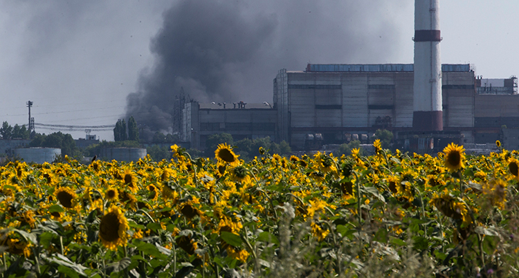 Ett fält med gula solrosor i förgrunden. I bakgrunden en fabrik med rök som bolmar.