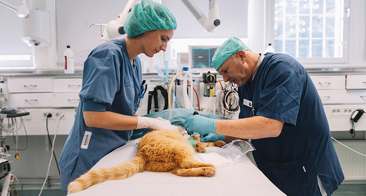 Två personer i vårdkläder tar hand om en katt som ligger still på ett bord.