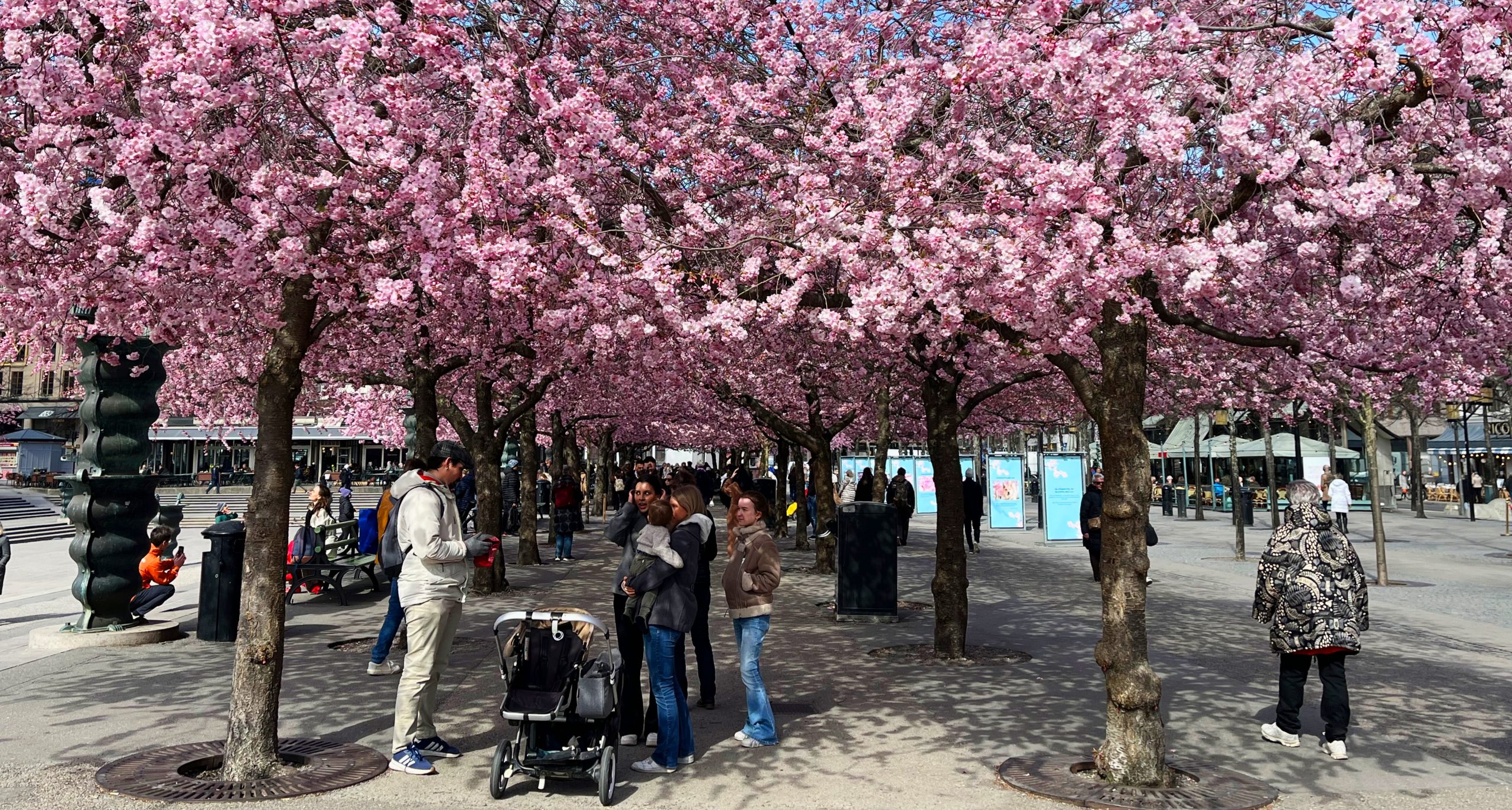 Några människor med barnvagn står under träd med många rosa blommor.